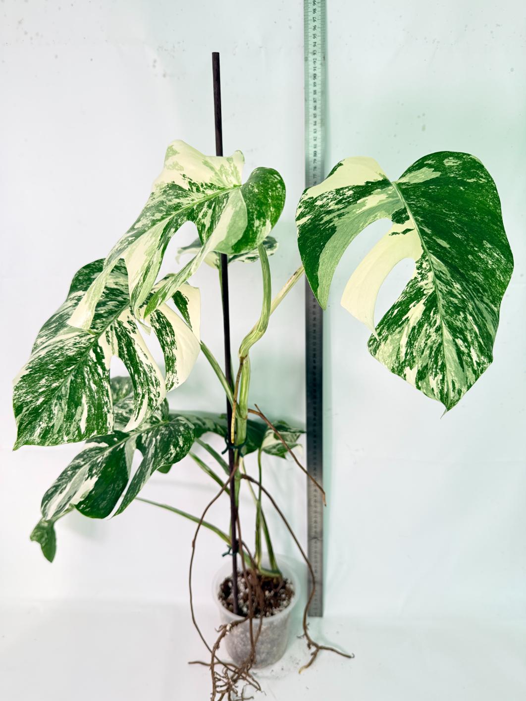 Monstera Albo Variegata XXL 06