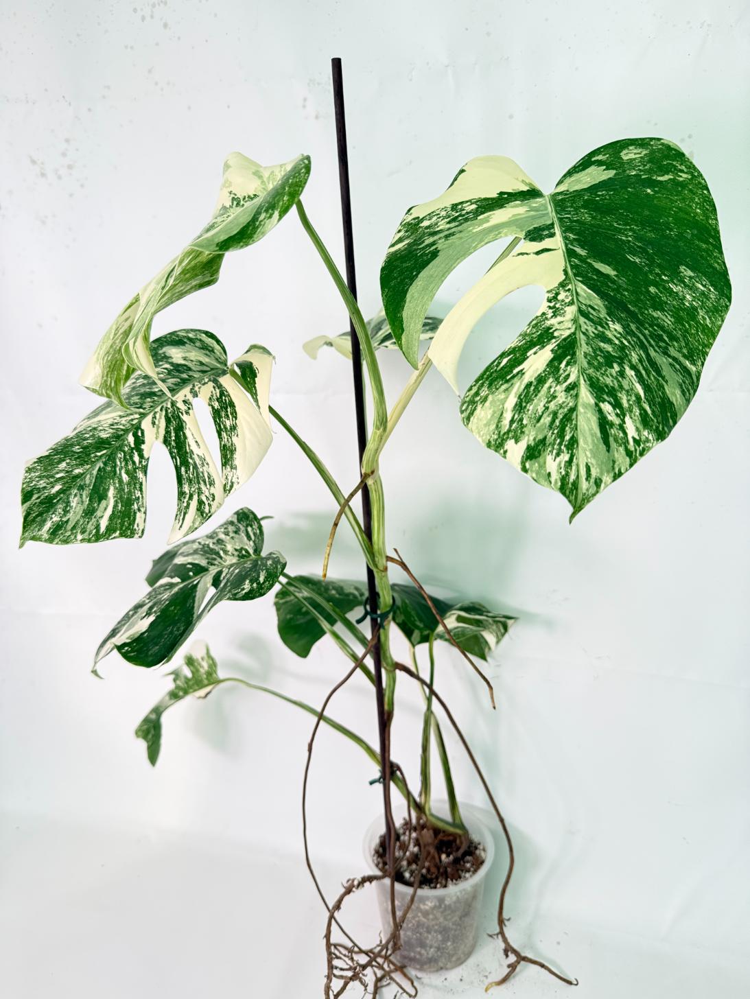 Monstera Albo Variegata XXL 01