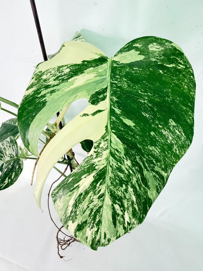 Monstera Albo Variegata XXL 03