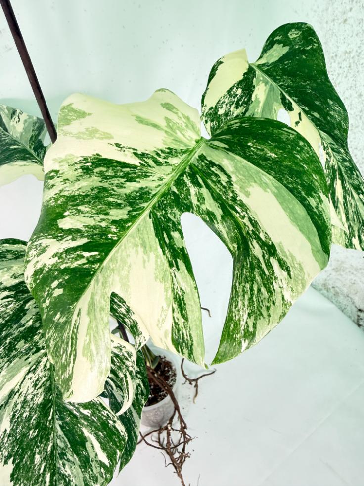 Monstera Albo Variegata XXL 04