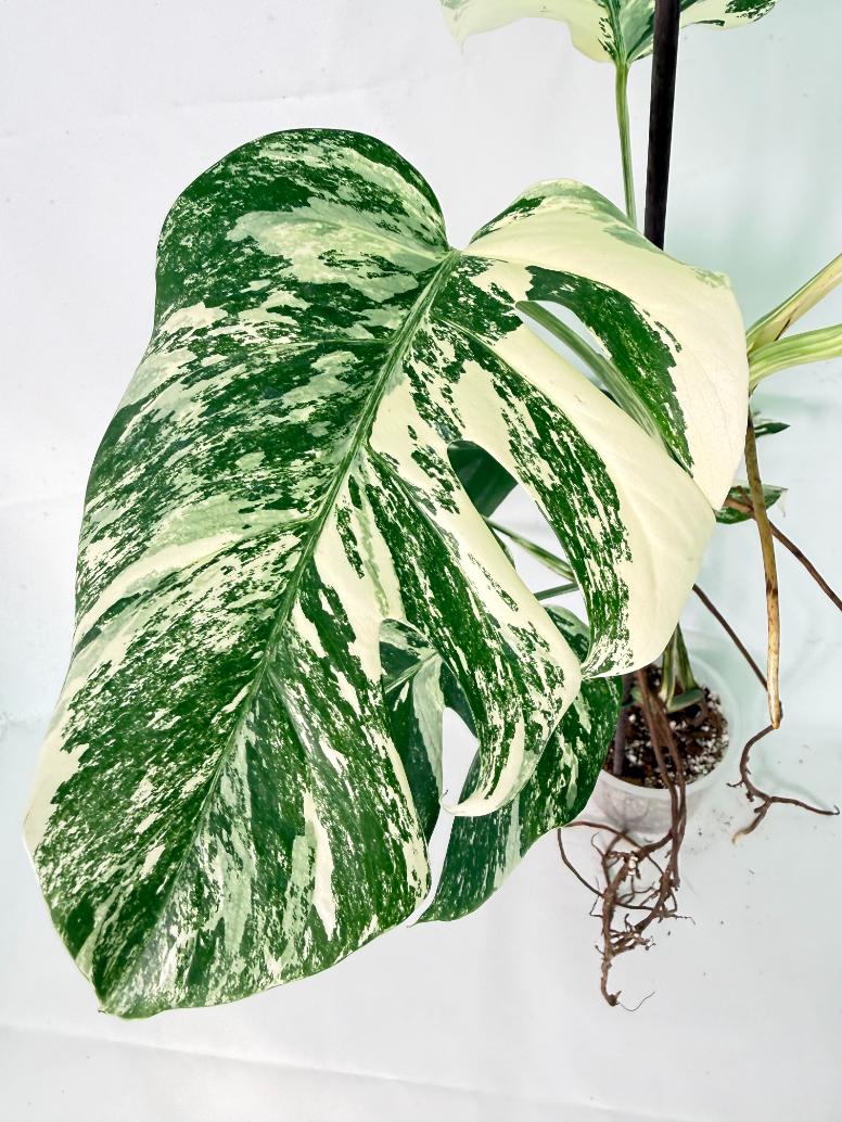 Monstera Albo Variegata XXL 05