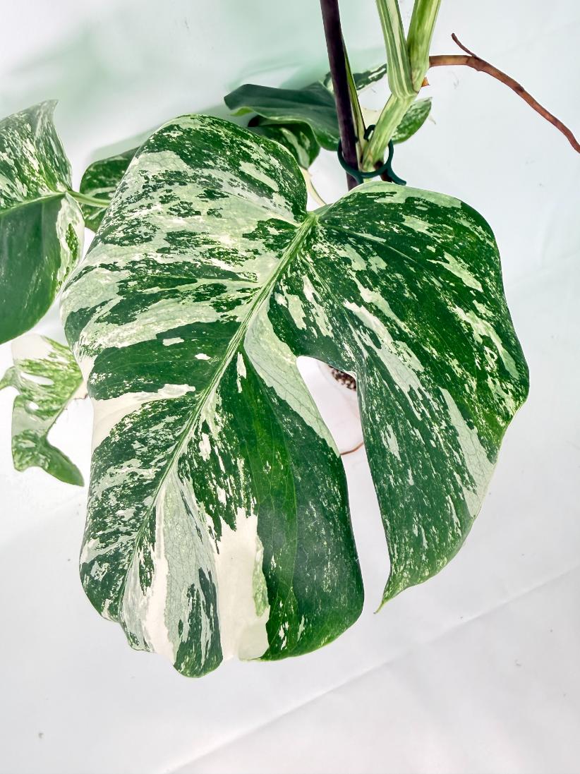 Monstera Albo Variegata XXL 7