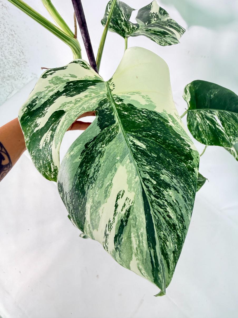 Monstera Albo Variegata XXL 08