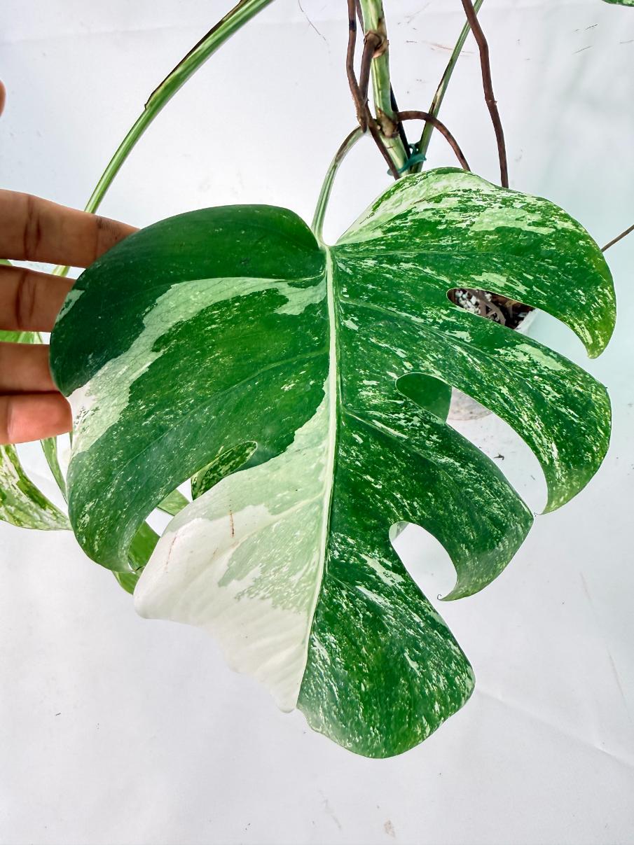 Monstera Albo Variegata XXL 07