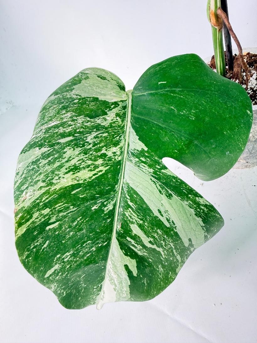 Monstera Albo Variegata XXL 08