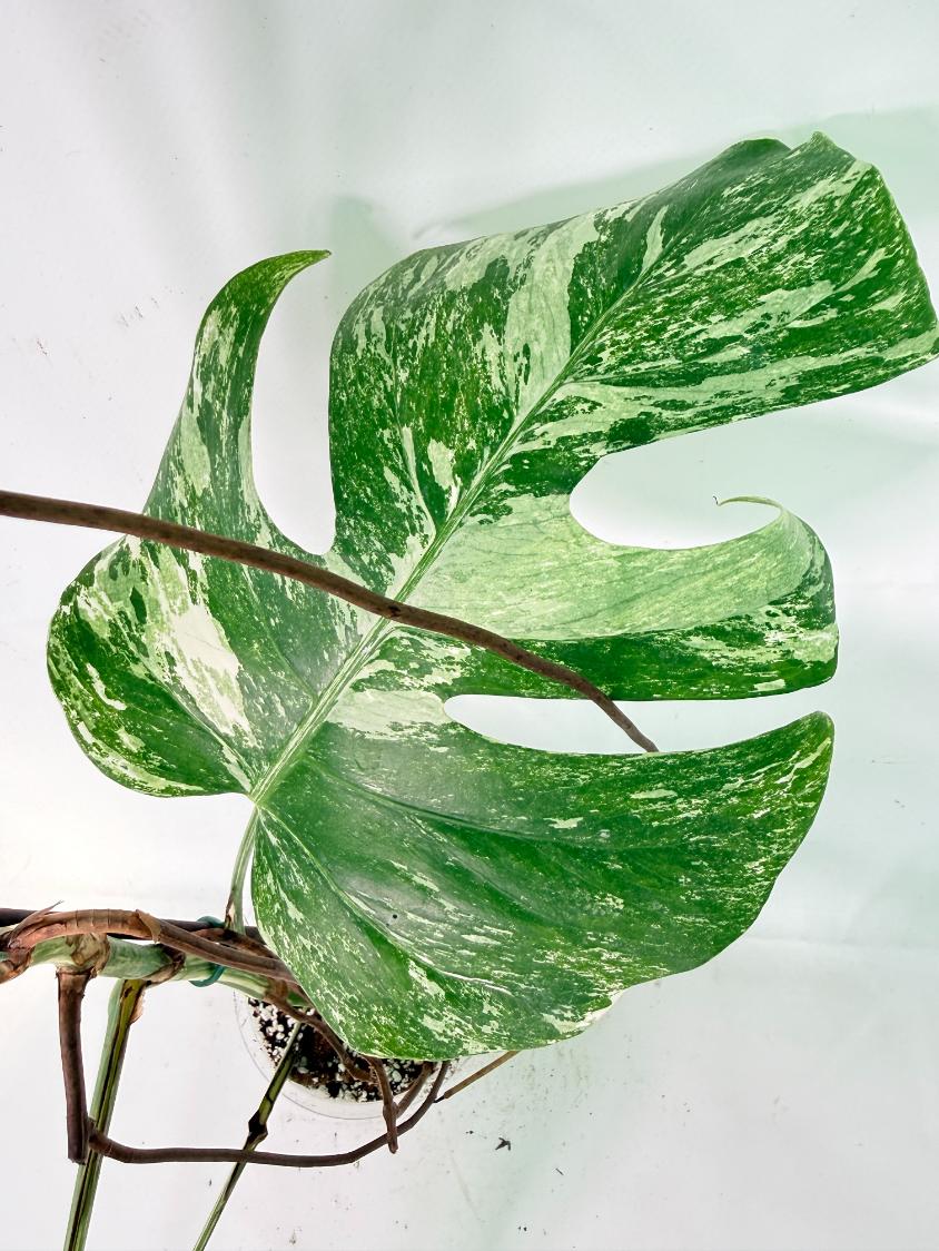 Monstera Albo Variegata XXL 09