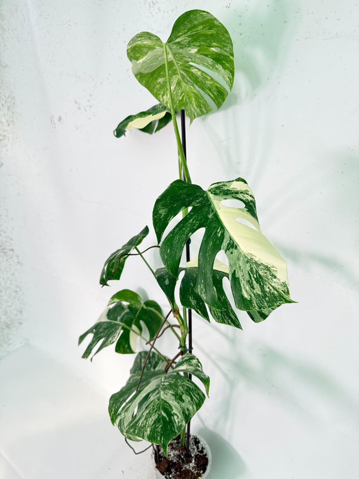Monstera Albo Variegata XXL 10