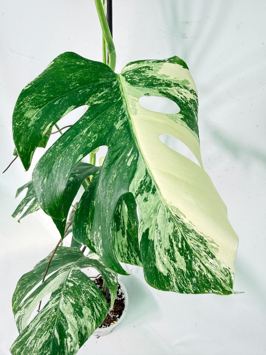 Monstera Albo Variegata XXL 11
