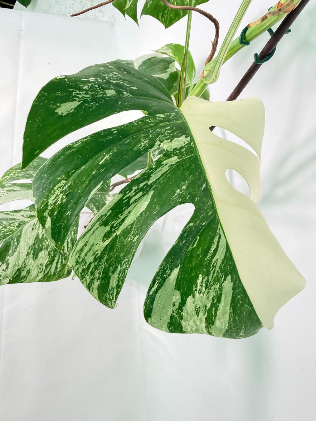 Monstera Albo Variegata XXL 13