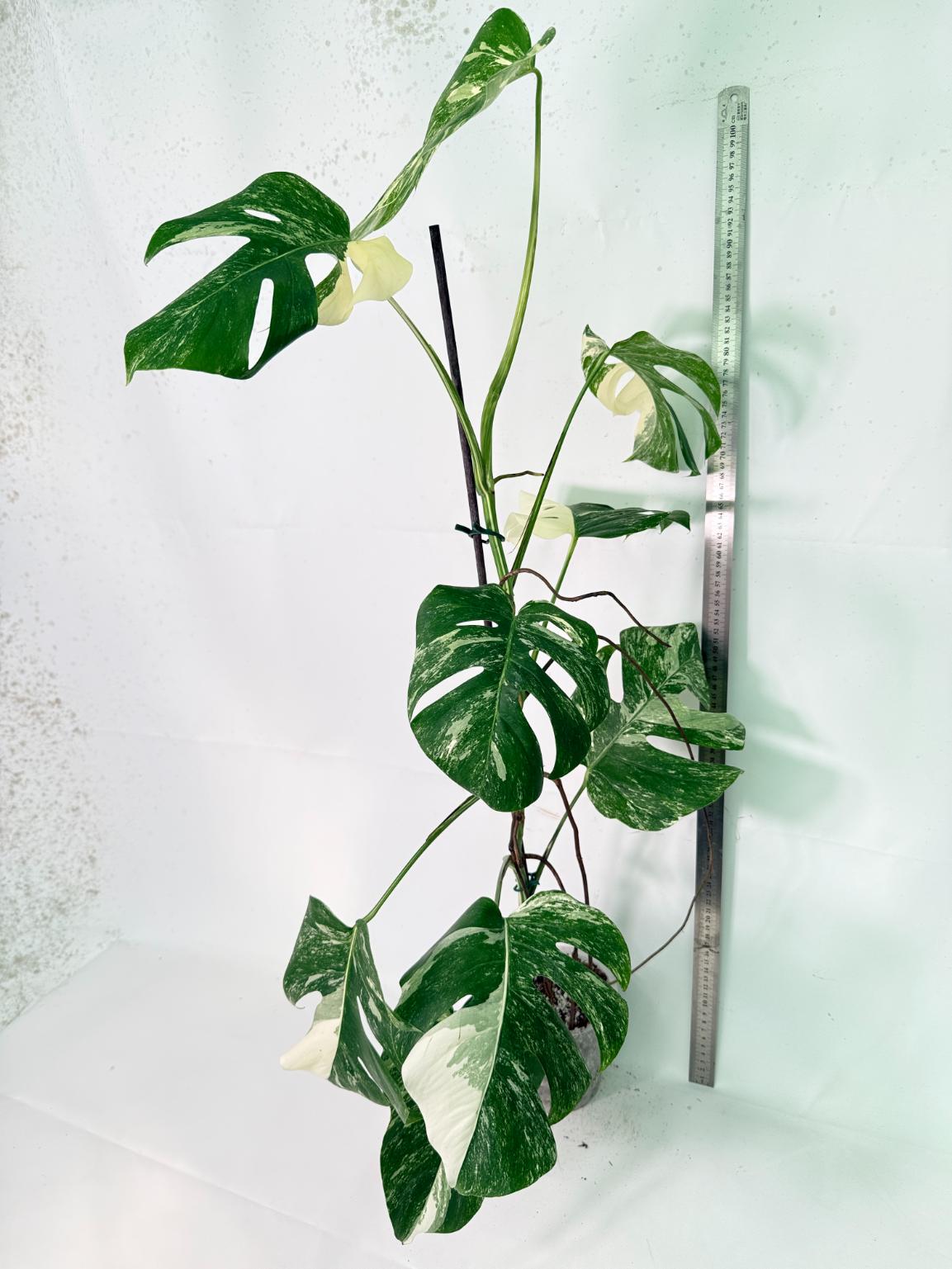 Monstera Albo Variegata XXL 14
