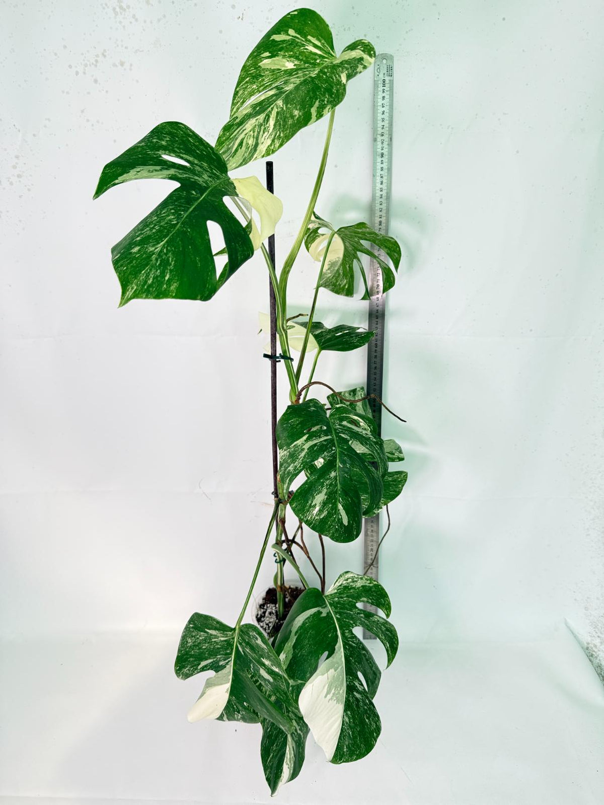 Monstera Albo Variegata XXL 12