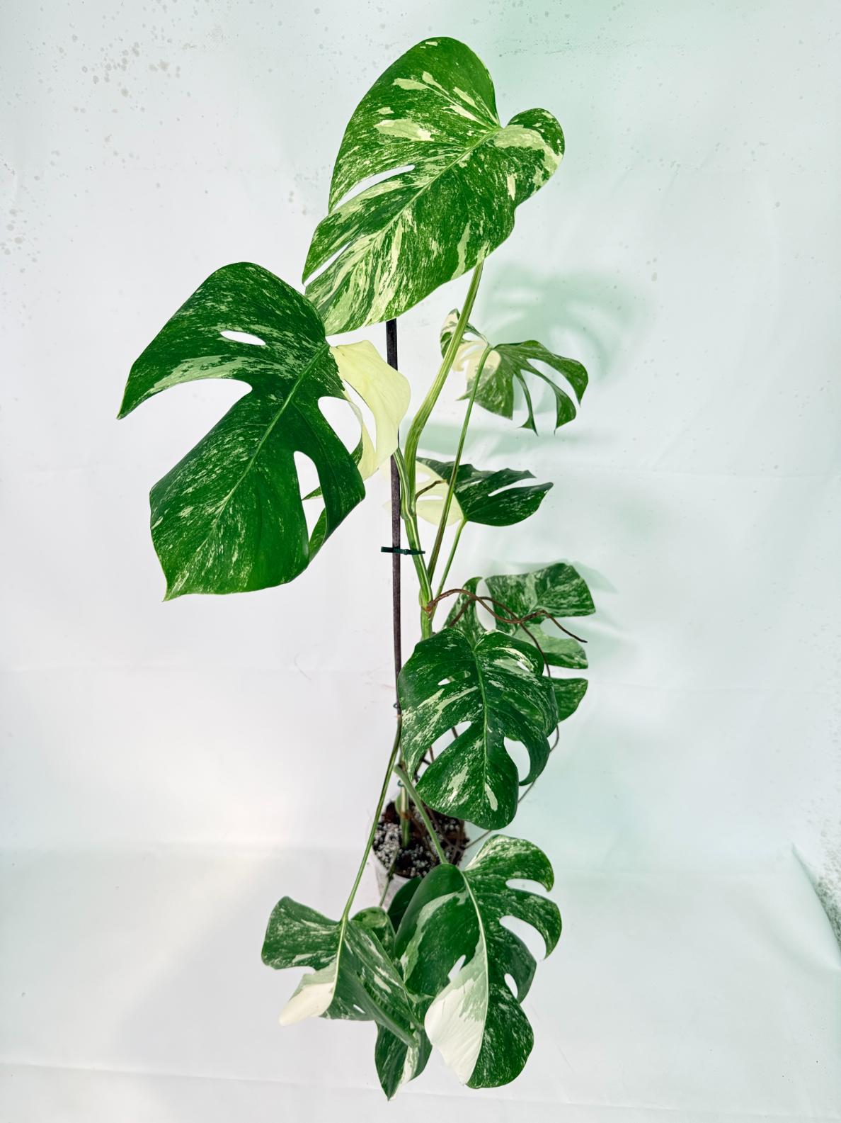 Monstera Albo Variegata XXL 01
