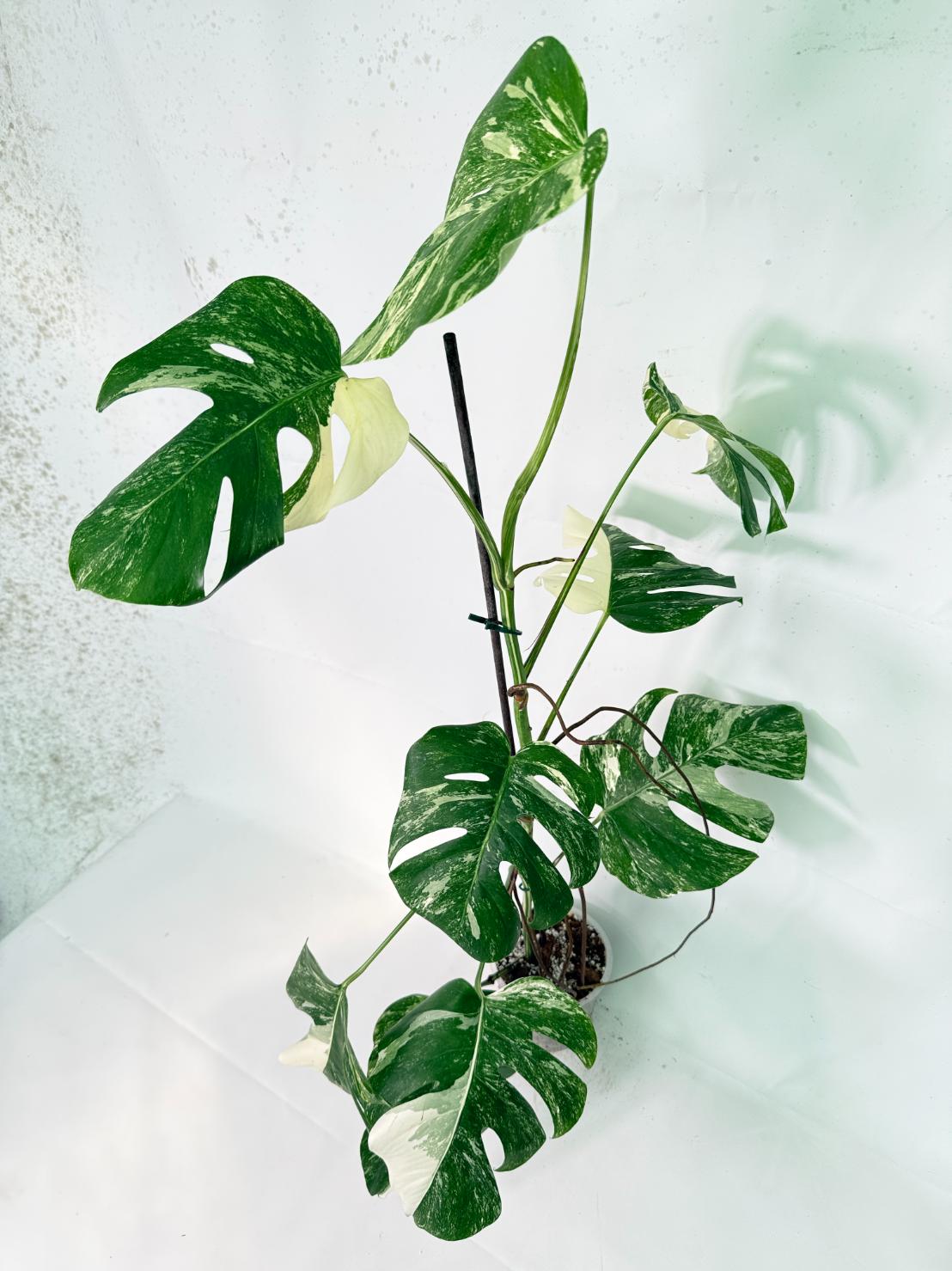 Monstera Albo Variegata XXL 02