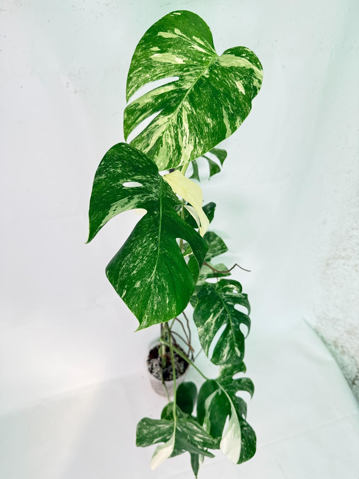 Monstera Albo Variegata XXL 03