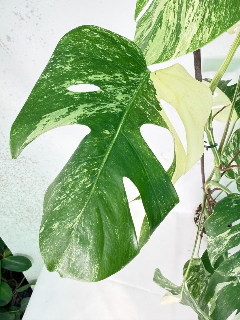 Monstera Albo Variegata XXL 04