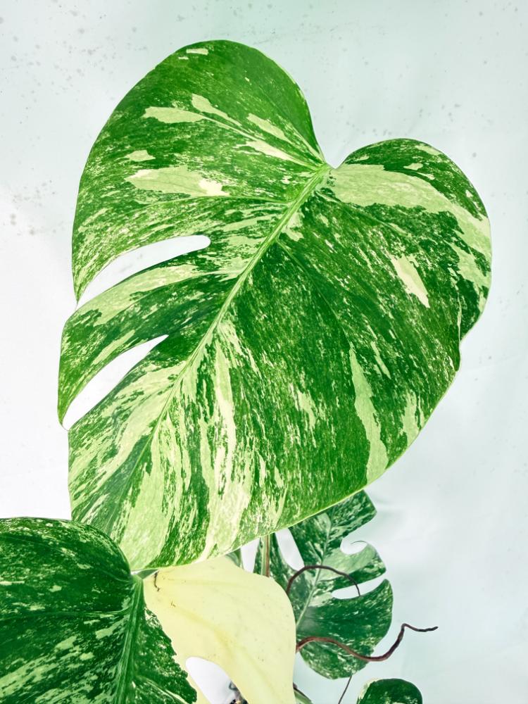 Monstera Albo Variegata XXL 05