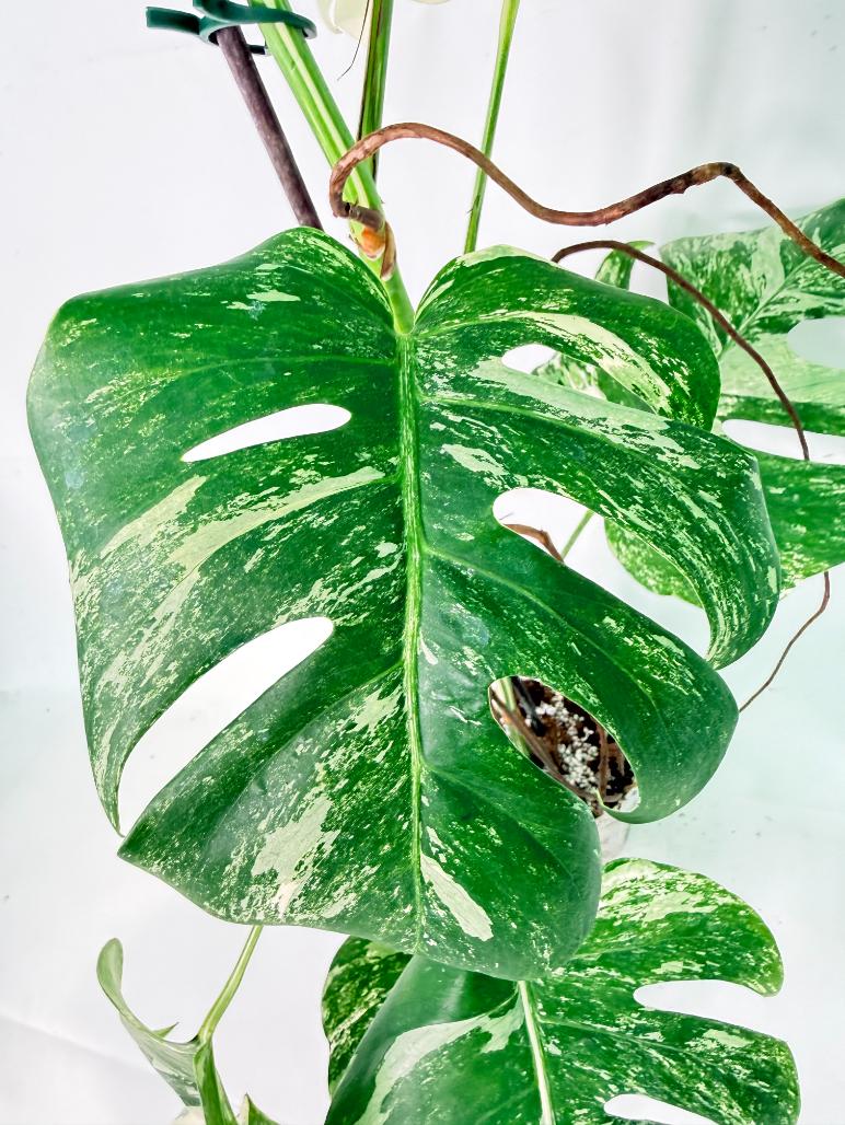 Monstera Albo Variegata XXL 06