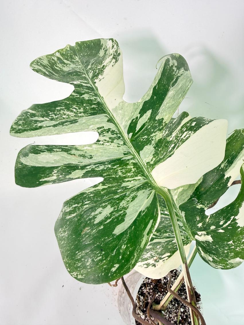 Monstera Albo Variegata XXL 08