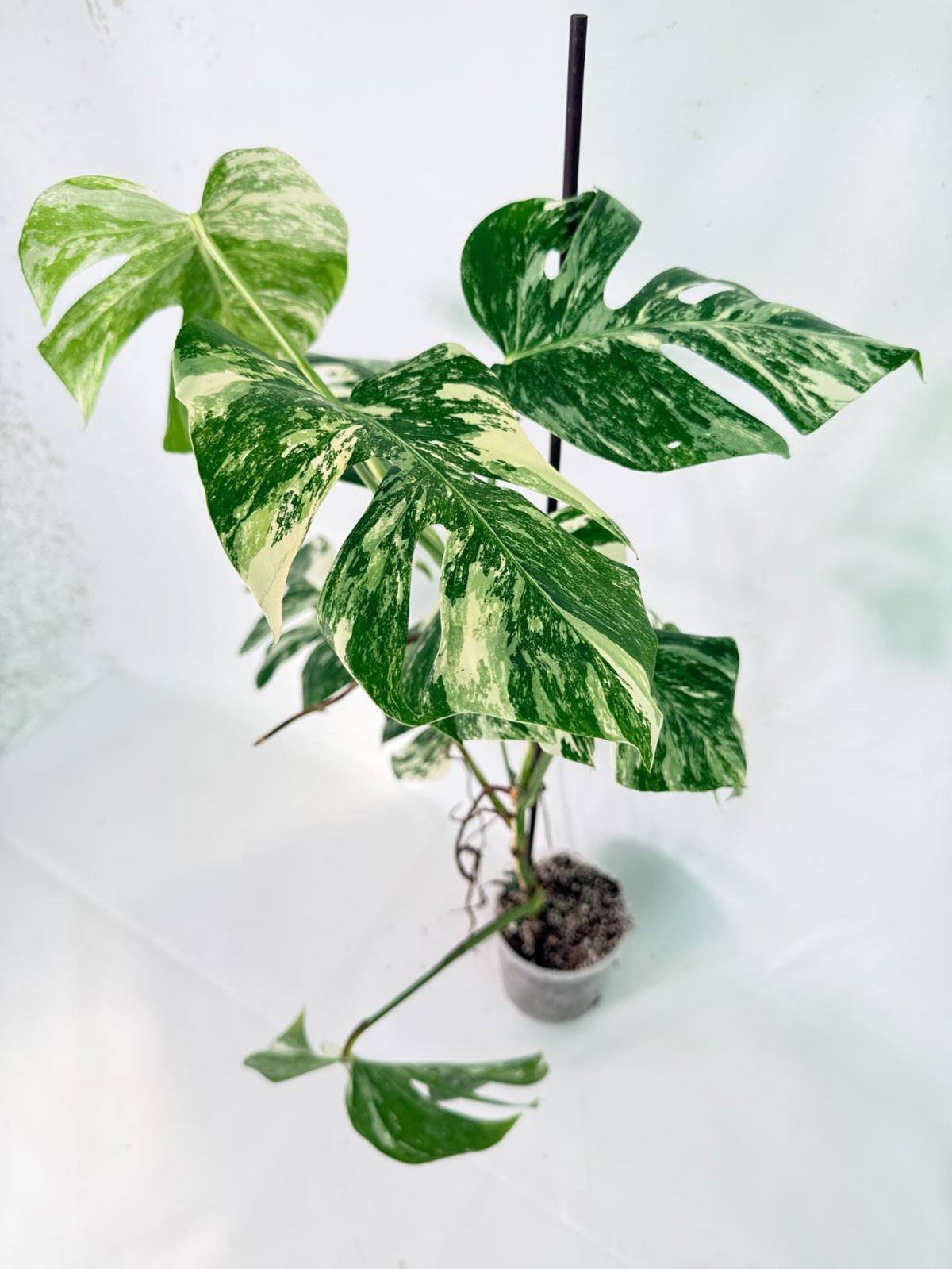 Monstera Albo Variegata XXL 09