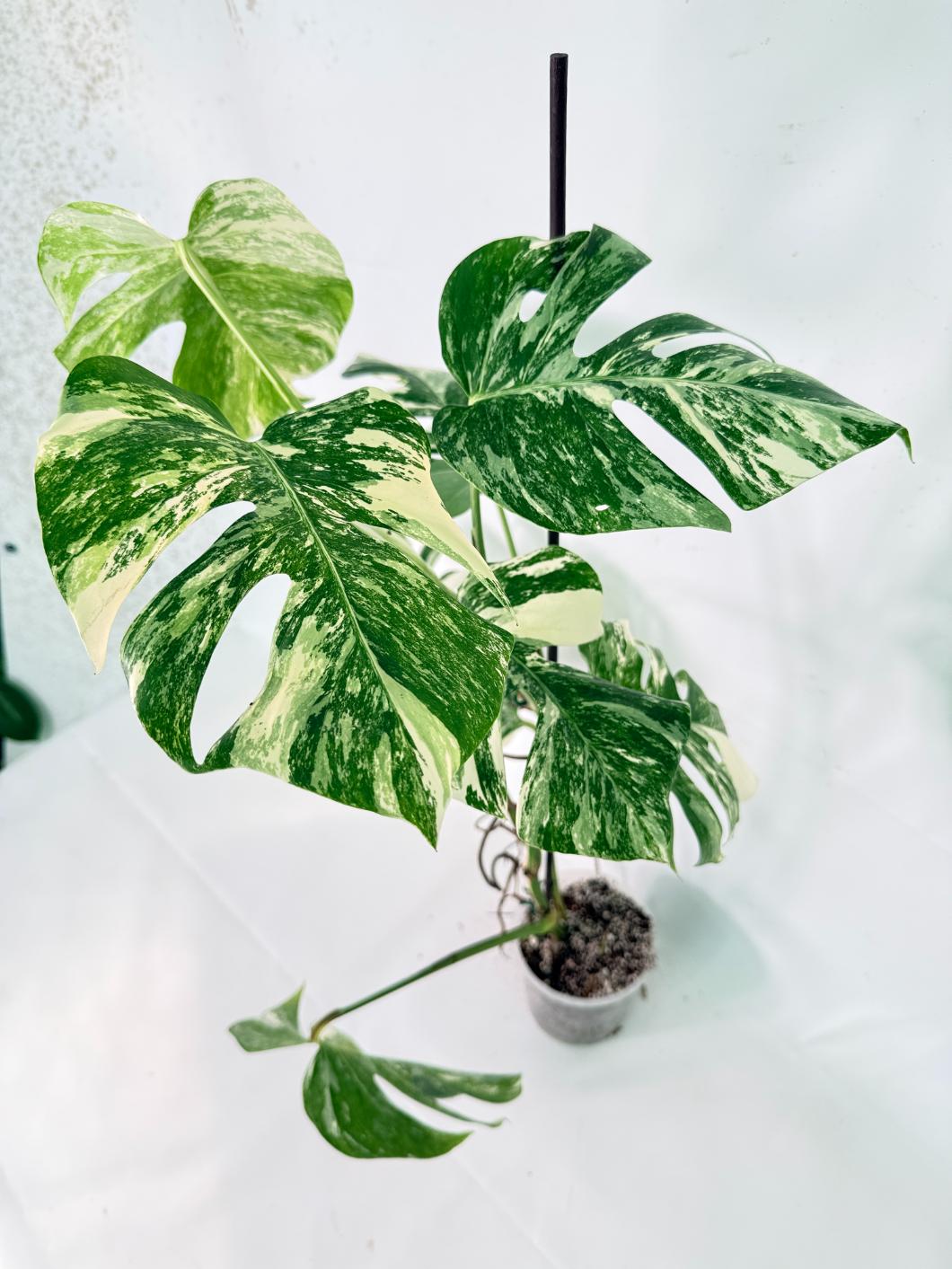 Monstera Albo Variegata XXL 11