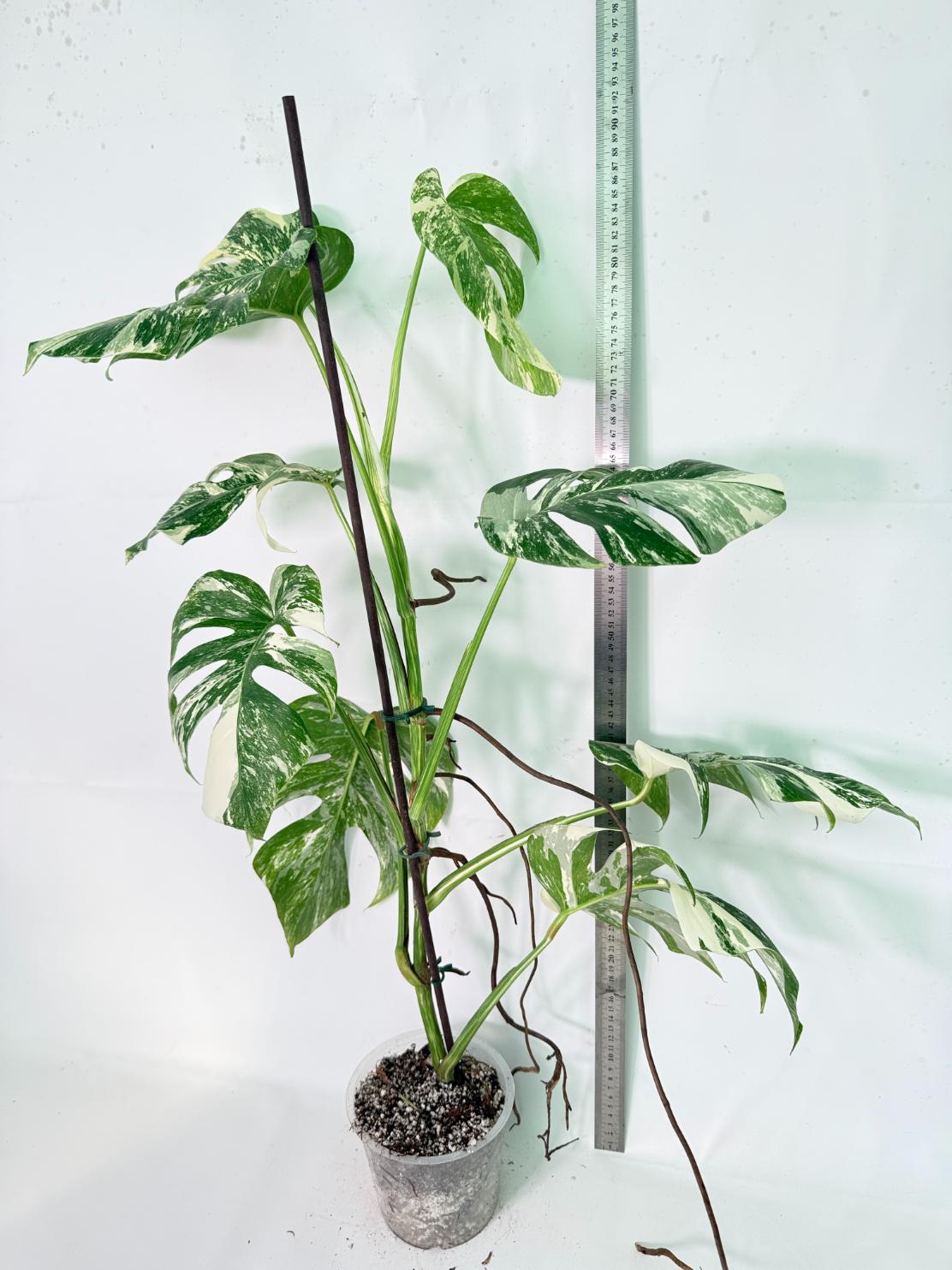 Monstera Albo Variegata XXL 10
