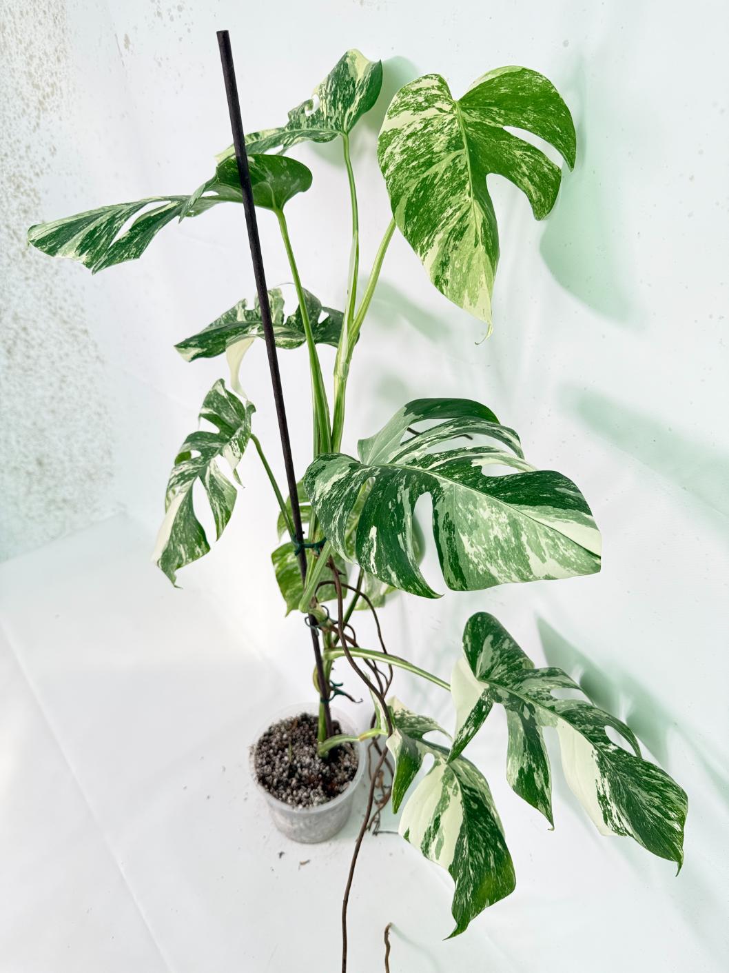 Monstera Albo Variegata XXL 01