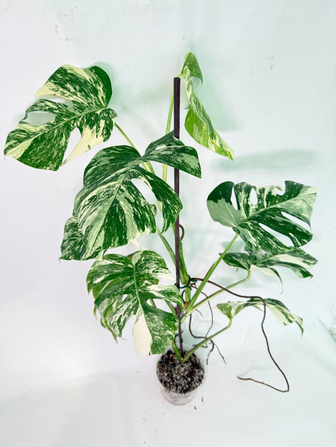 Monstera Albo Variegata XXL 02