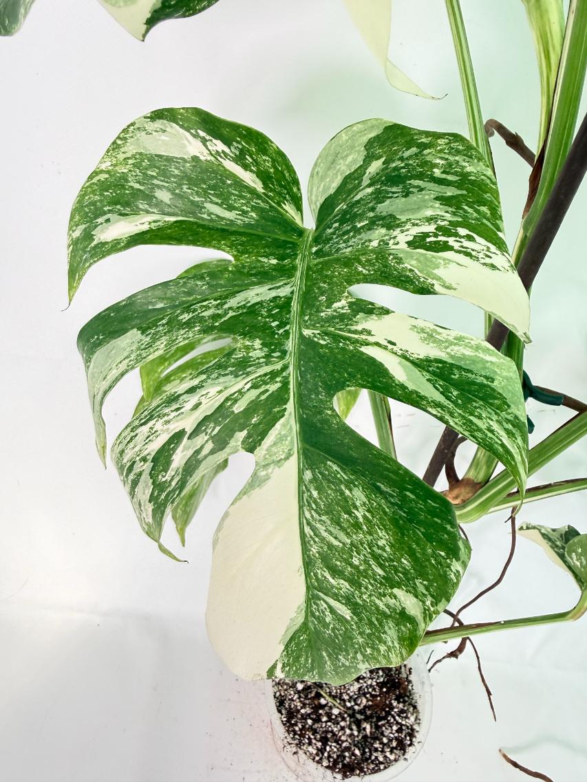 Monstera Albo Variegata XXL 03