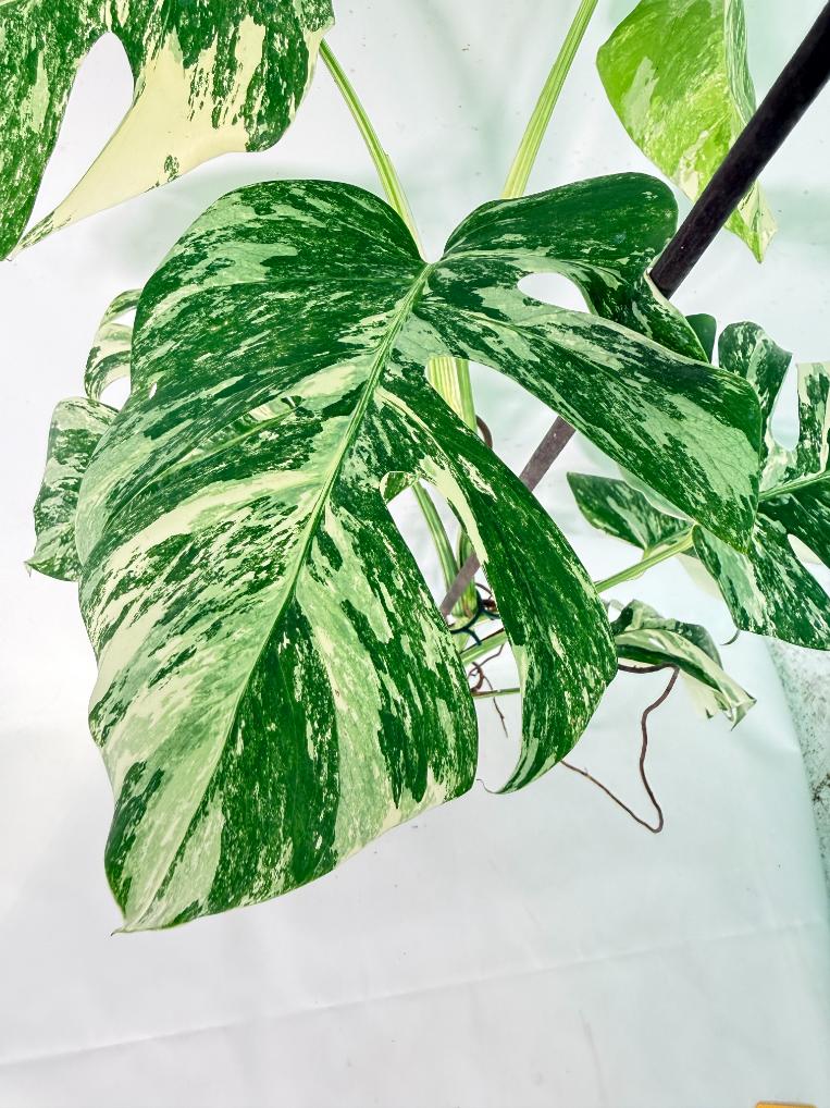 Monstera Albo Variegata XXL 04