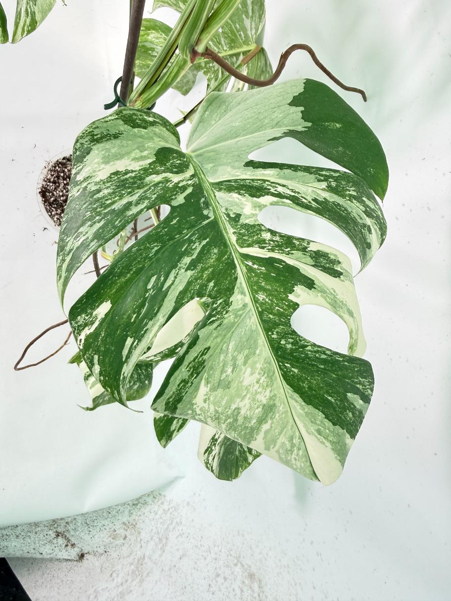 Monstera Albo Variegata XXL 05