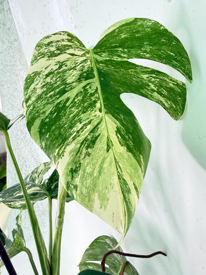 Monstera Albo Variegata XXL 06