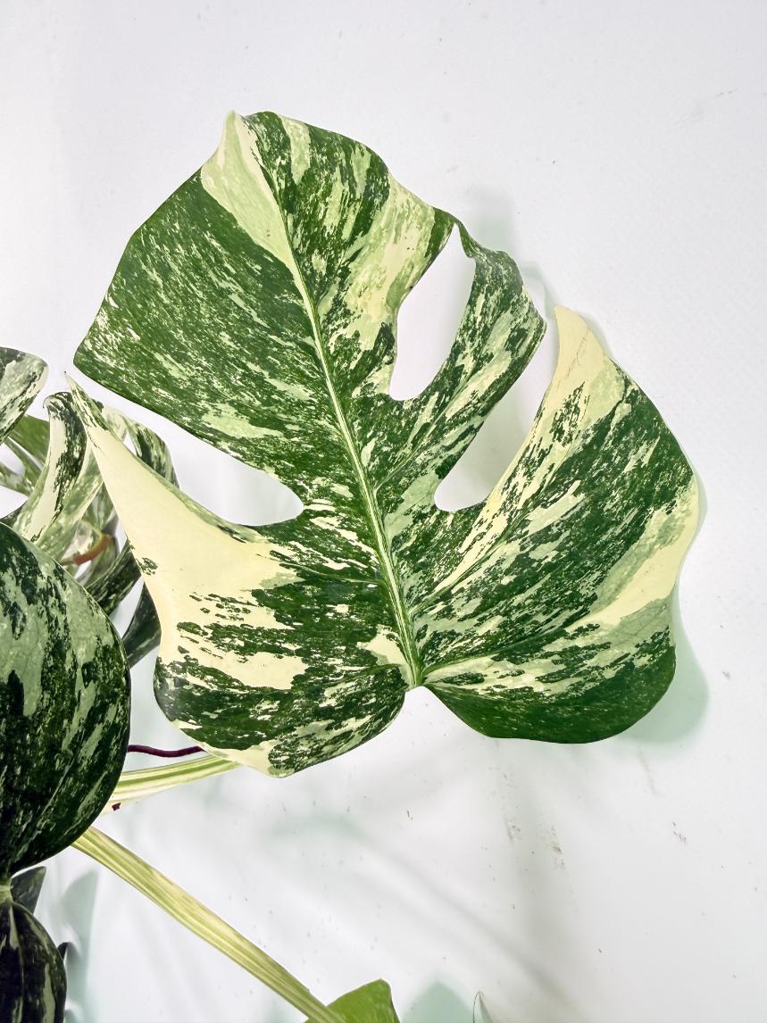 Monstera Albo Variegata XXL 07
