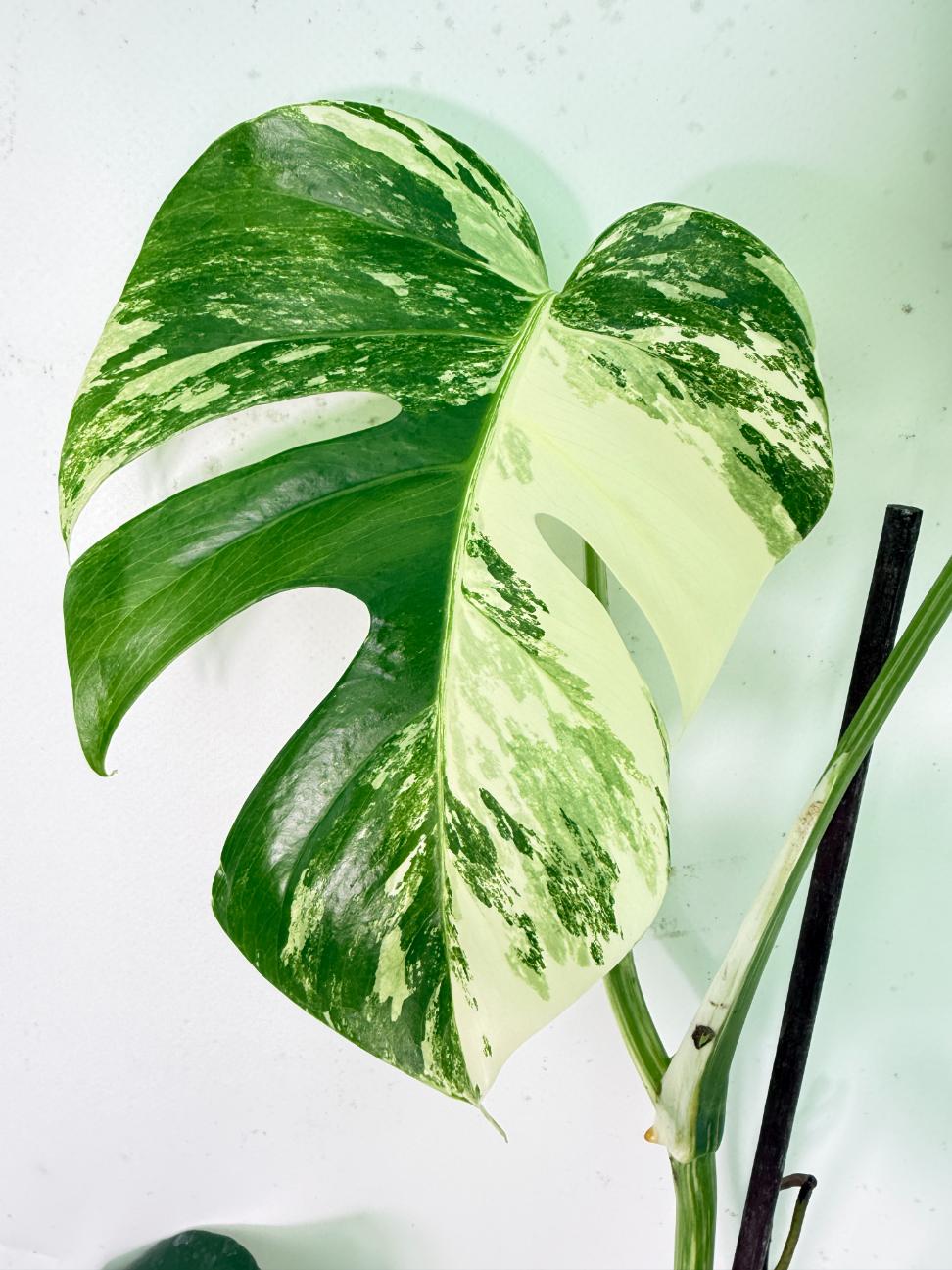 Monstera Albo Variegata XXL 08