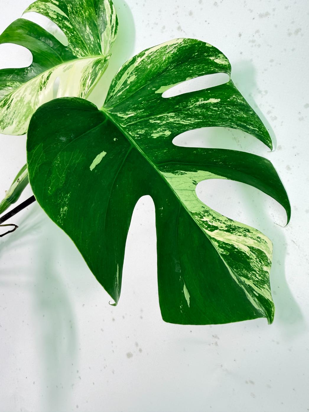 Monstera Albo Variegata XXL 09