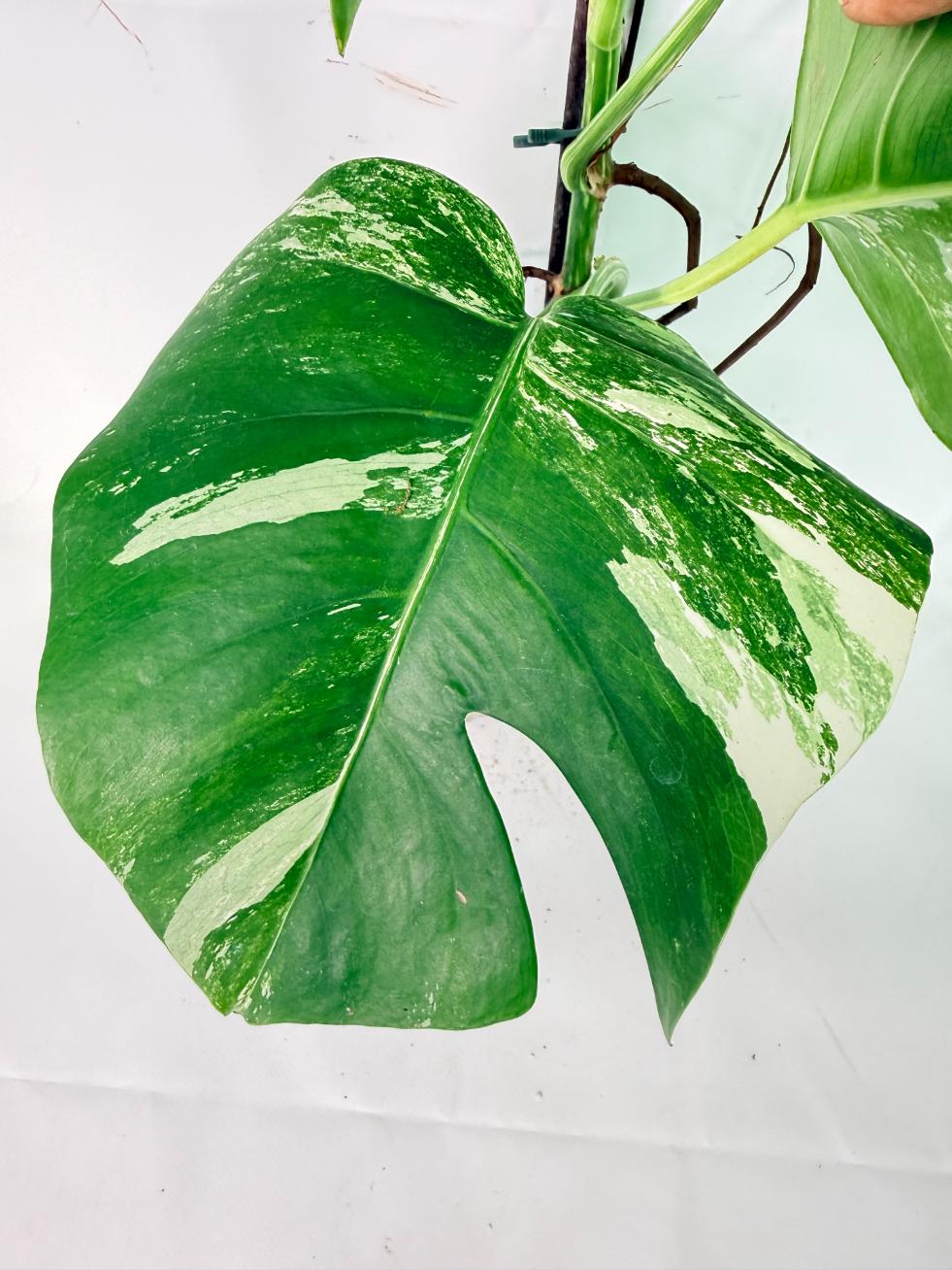 Monstera Albo Variegata XXL 10