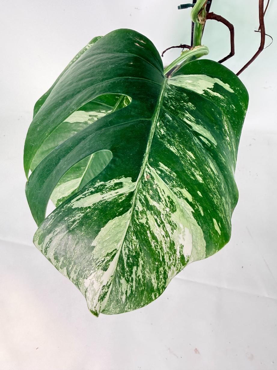 Monstera Albo Variegata XXL 11