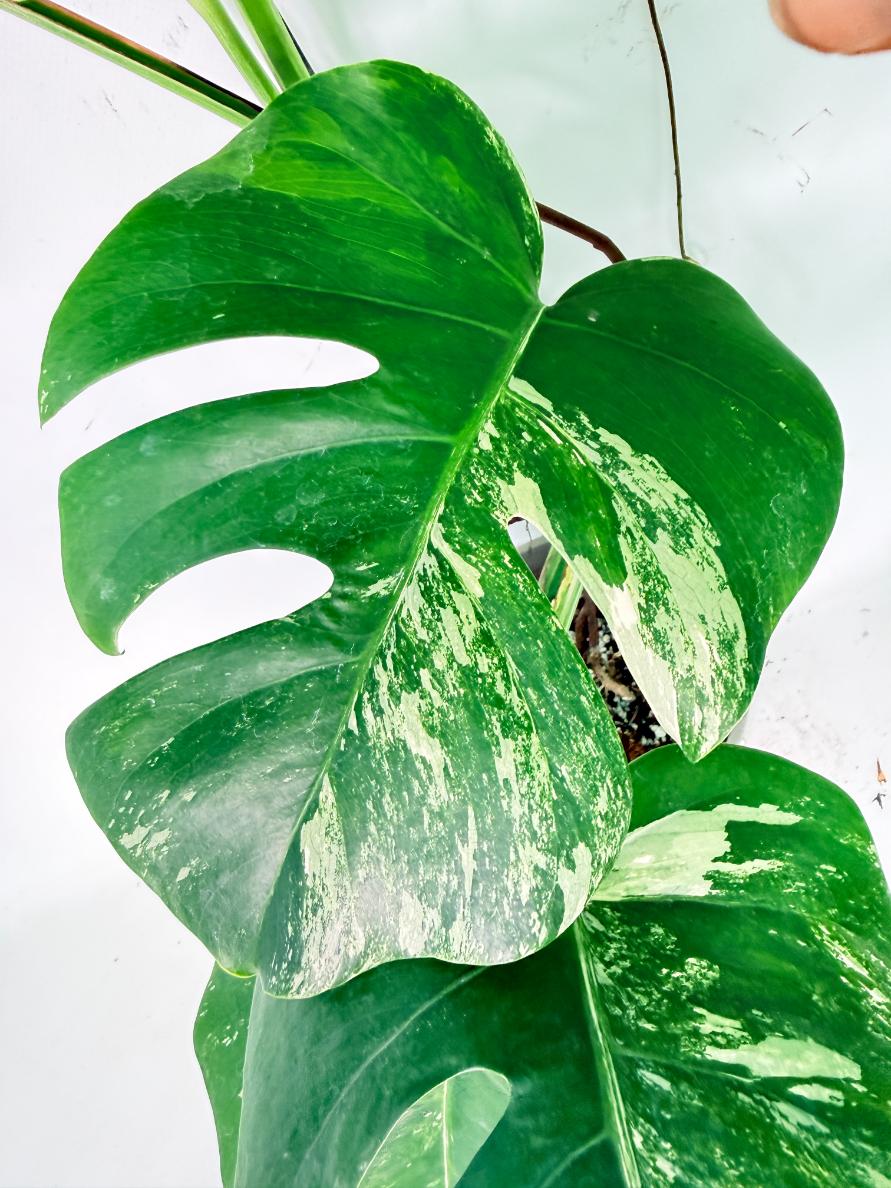 Monstera Albo Variegata XXL 12