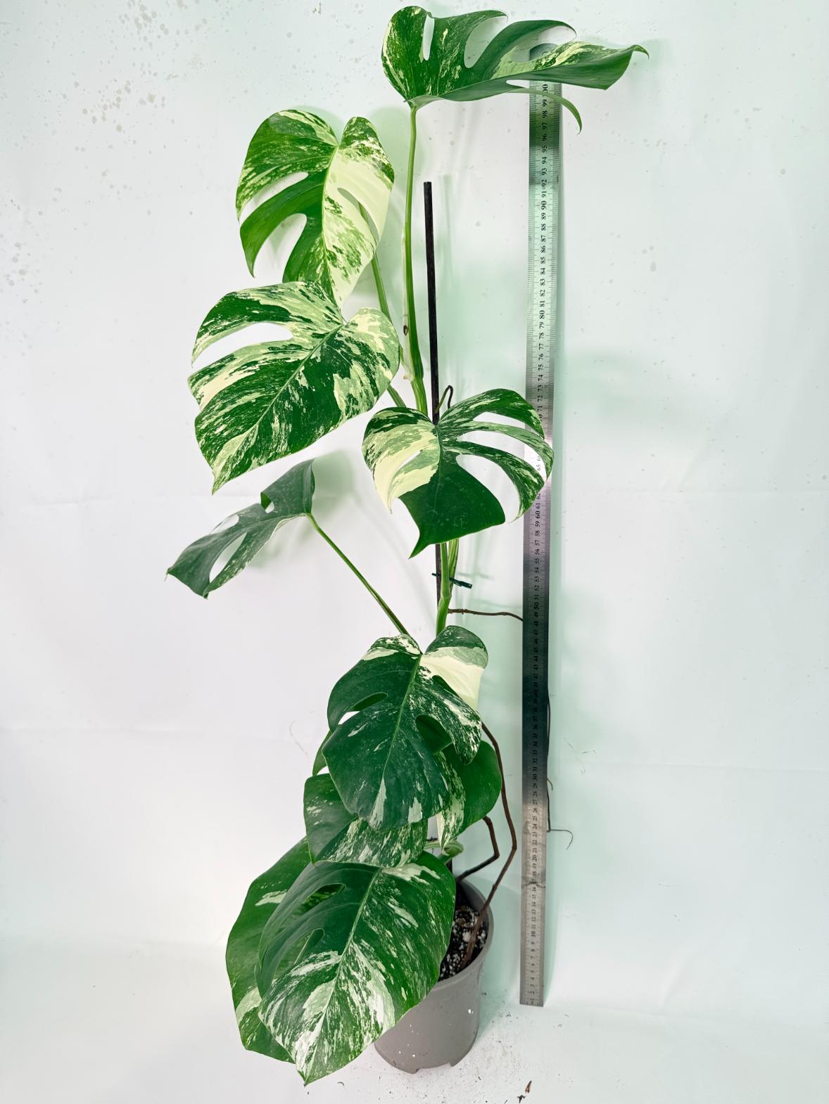Monstera Albo Variegata XXL 13