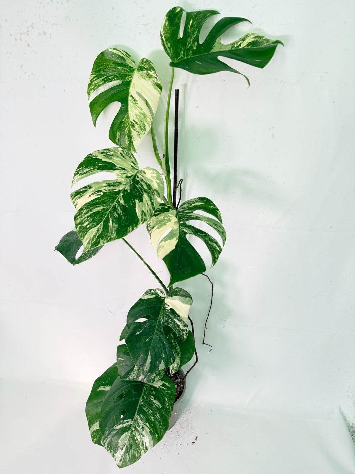 Monstera Albo Variegata XXL 01