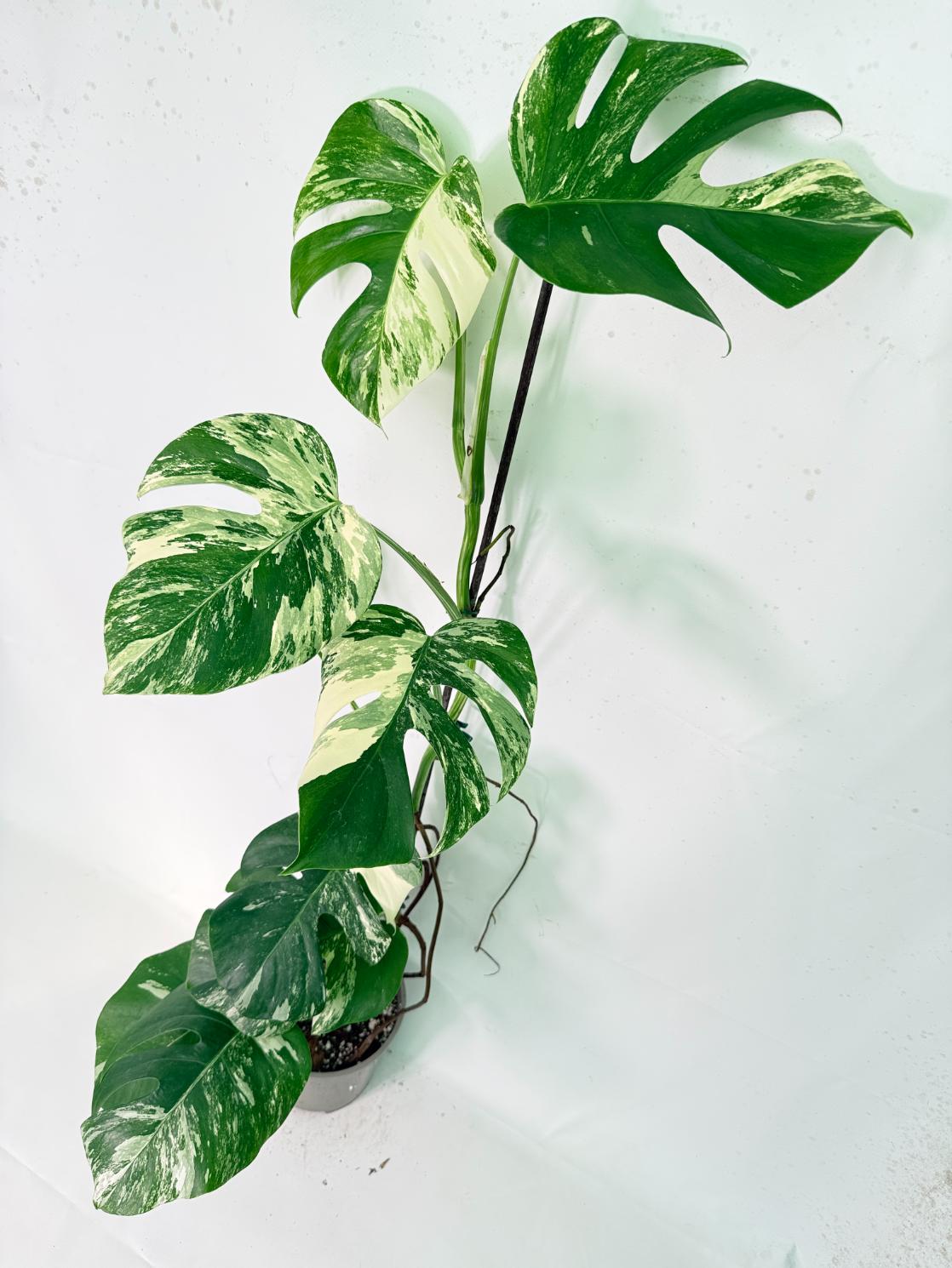 Monstera Albo Variegata XXL 03