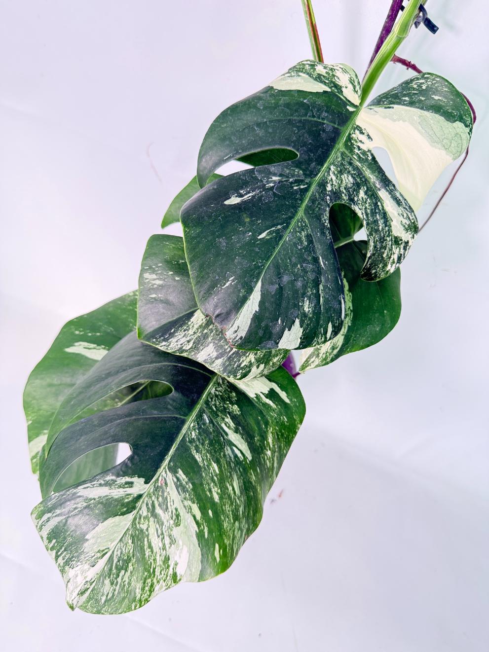 Monstera Albo Variegata XXL 04