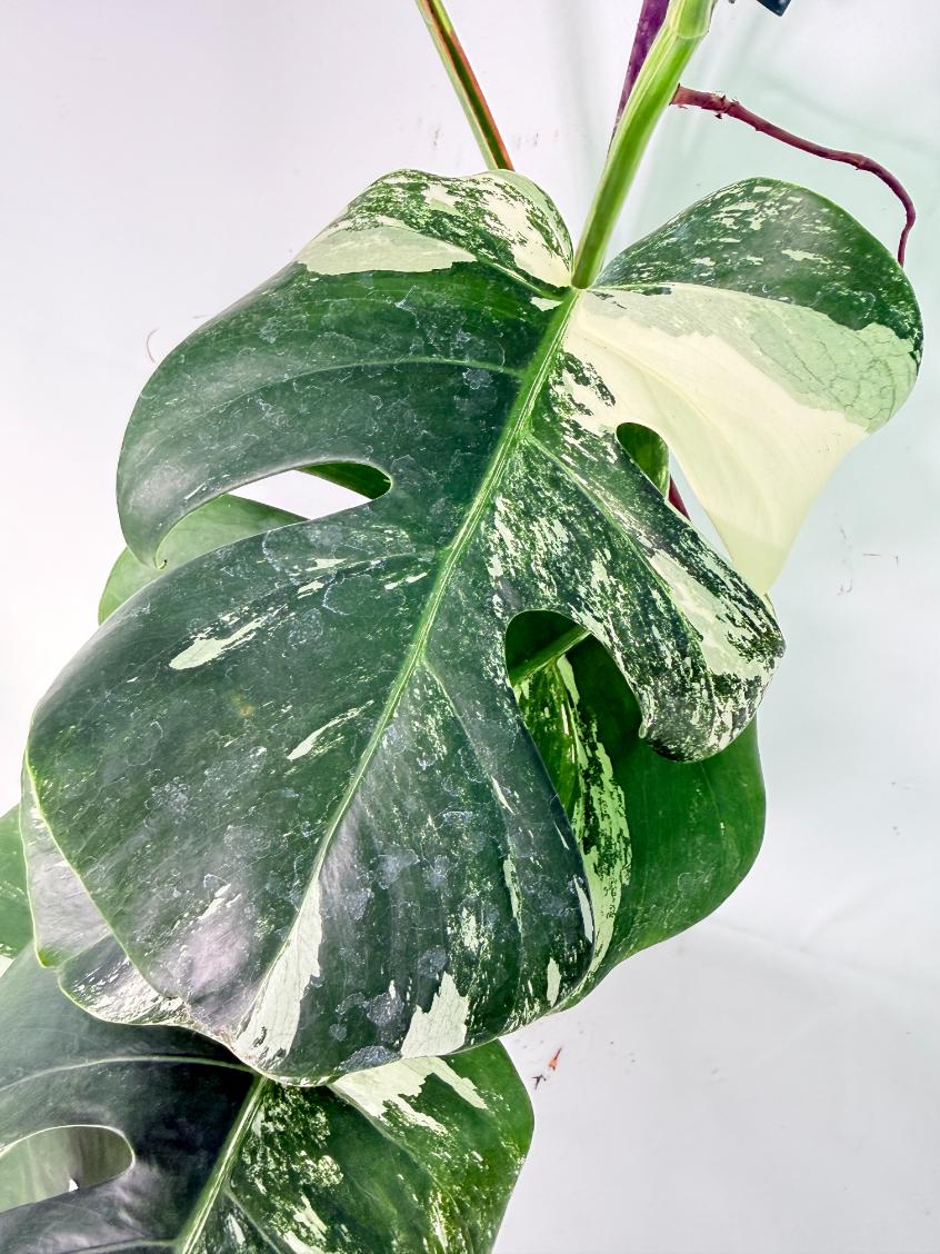 Monstera Albo Variegata XXL 05