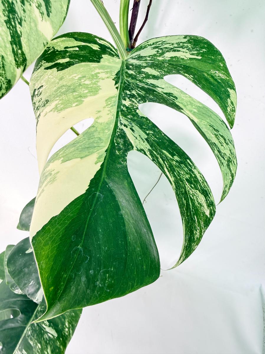 Monstera Albo Variegata XXL 06