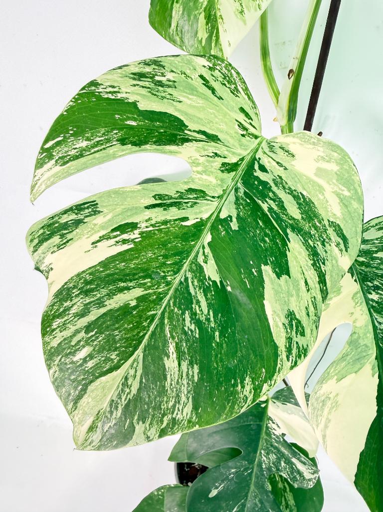 Monstera Albo Variegata XXL 07