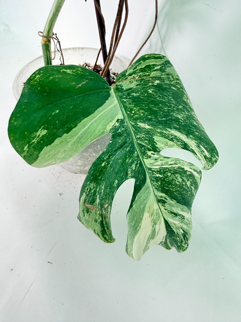 Monstera Albo Variegata XXL 09