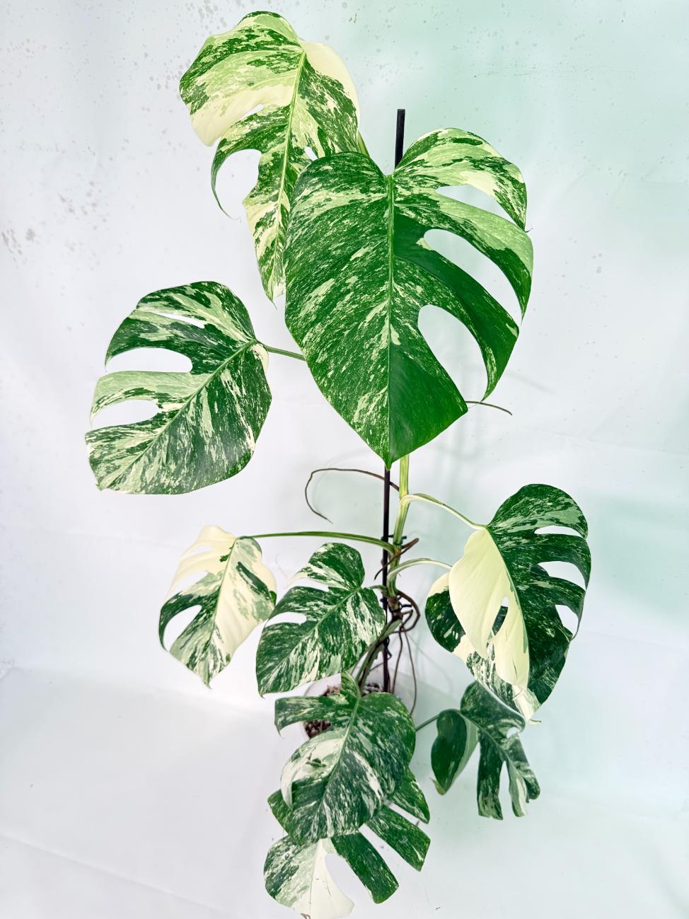 Monstera Albo Variegata XXL 10