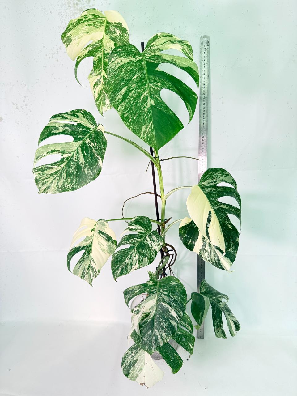 Monstera Albo Variegata XXL 06