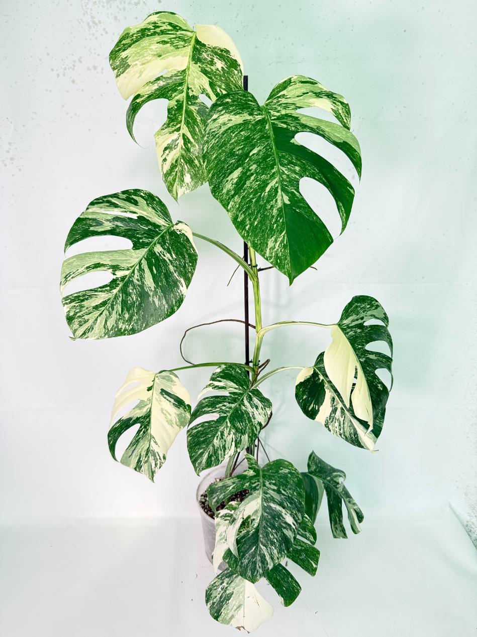 Monstera Albo Variegata XXL 01
