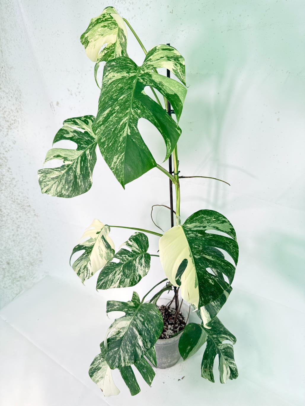 Monstera Albo Variegata XXL 02