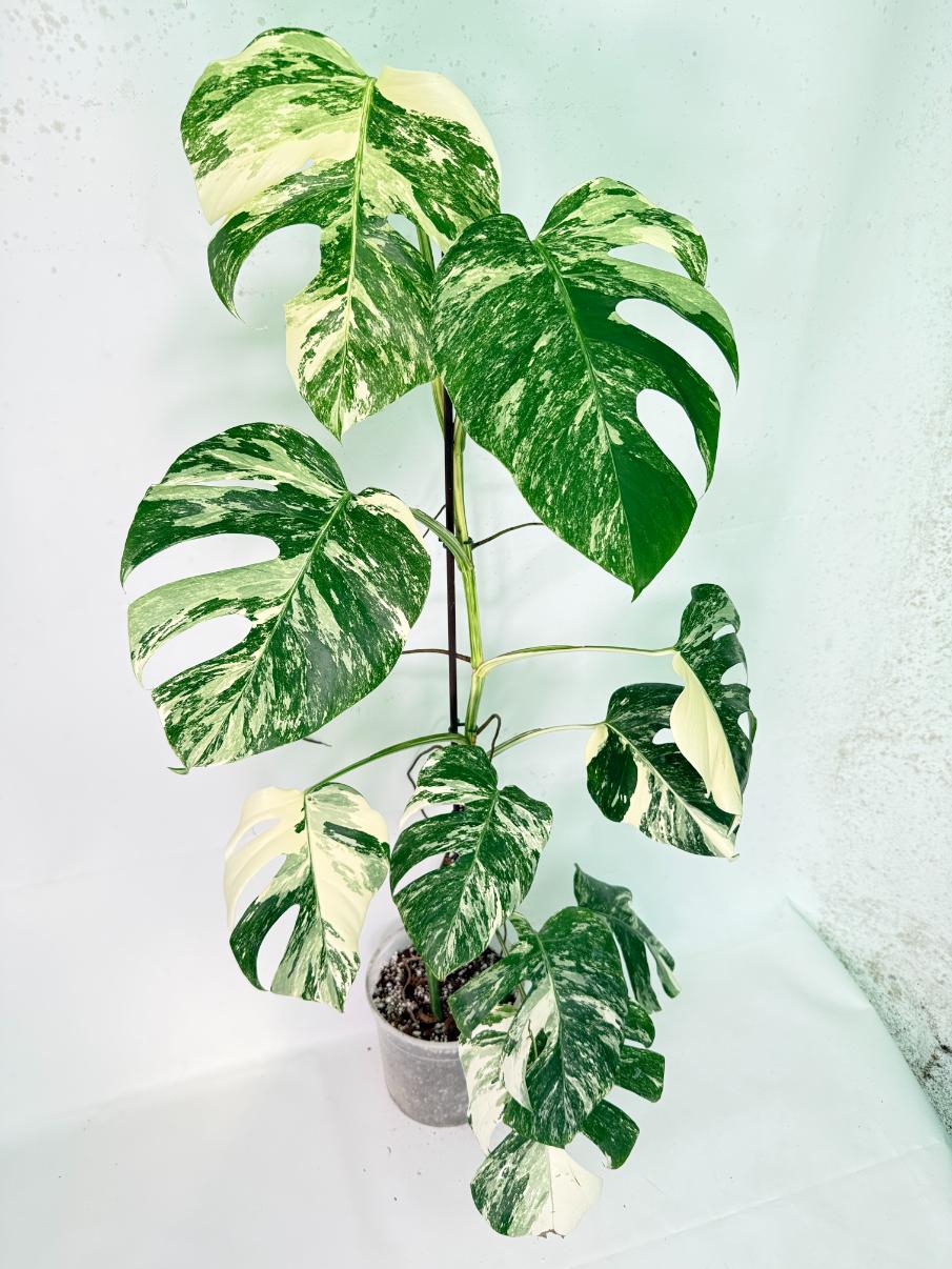 Monstera Albo Variegata XXL 03
